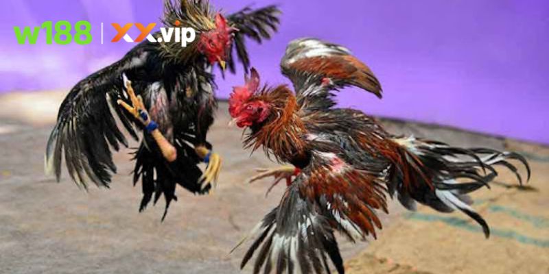 Cập nhật thời gian tổ chức