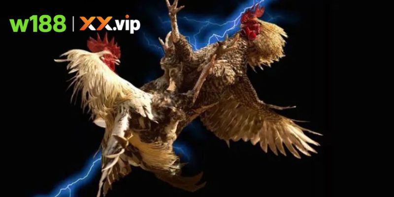 Điểm hấp dẫn khi xem Đá gà đòn thomo