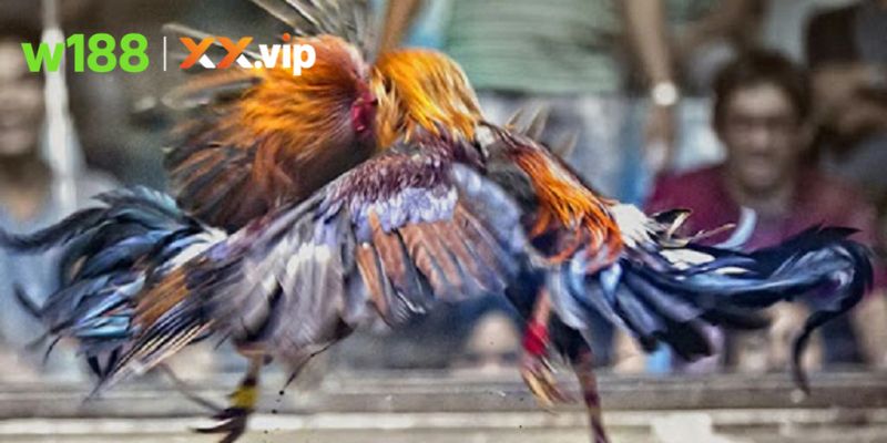 Nhịp độ gay cấn từ những màn đối đầu chiến kê