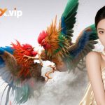 Đá Gà C1 W188 - Tham Gia Đấu Trường Đỉnh Cao 2026