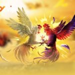 Trường Gà Campuchia W188 - Điểm Hẹn Sôi Động Của Đam Mê